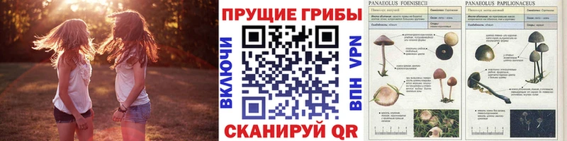 Галлюциногенные грибы GOLDEN TEACHER цены наркотик Заозёрск